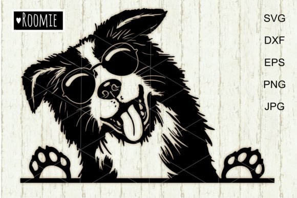 Cute Border Collie with Sunglasses